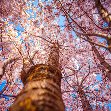 Cherry Blossom Forest