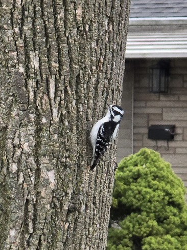 Woodpecker Searching For Breakfast Hamilton, ON