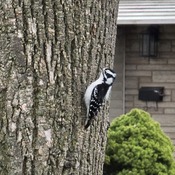 Woodpecker Searching For Breakfast