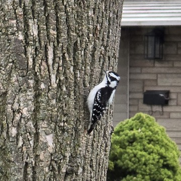 Woodpecker Searching For Breakfast