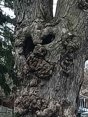 owl faced tree Brampton, ON