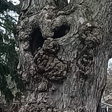 owl faced tree
