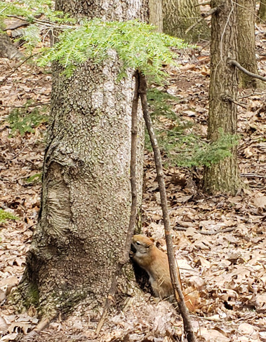 Abreuvoire pour un Écureuil roux. La sève coule en forêt. (jg) 23 avril 2024. Mascouche, QC