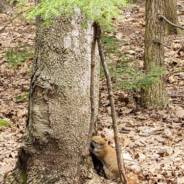 Abreuvoire pour un Écureuil roux. La sève coule en forêt. (jg) 23 avril 2024.