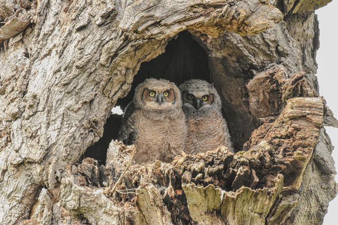 Great Horned Owlet pair London, Ontario, CA