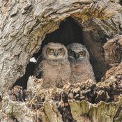 Great Horned Owlet pair
