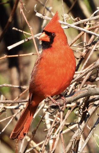 Northern Cardinal Long Sault, Ontario, CA