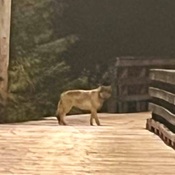 Another wolf walking the roads