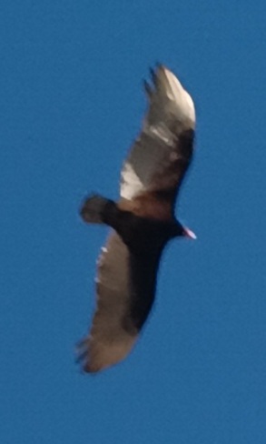soaring over Sheridan College Brampton, ON