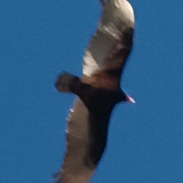 soaring over Sheridan College