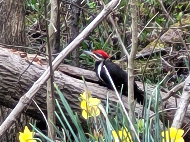 Pileated Woodpecker Watford, ON