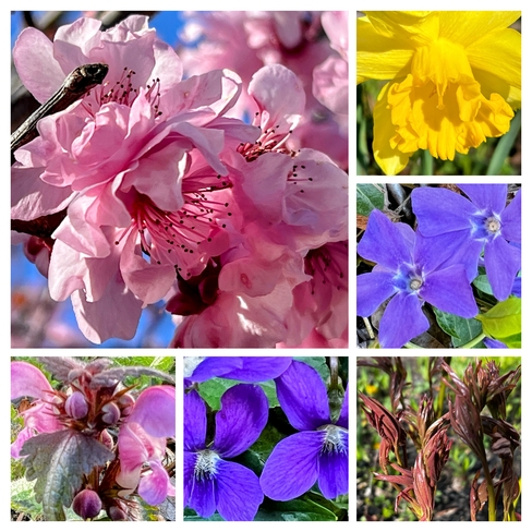 Backyard blooms London, Ontario, CA