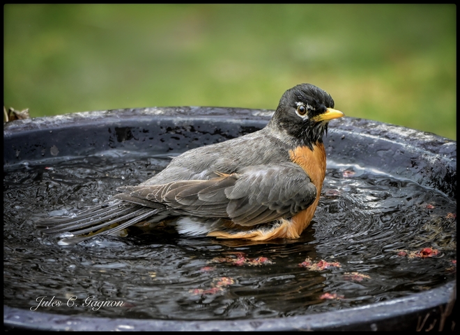 Robin cold bath Ottawa, Ontario, CA