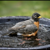 Robin cold bath