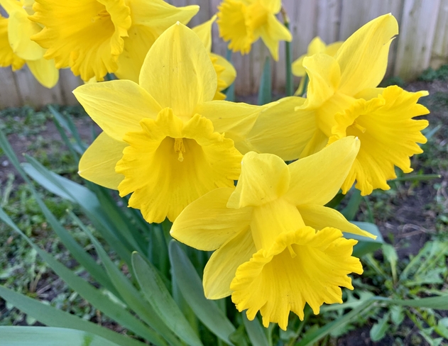 Daffodil time. Scarborough Village, Ontario, CA