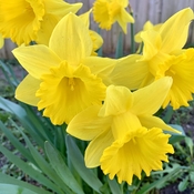 Daffodil time.