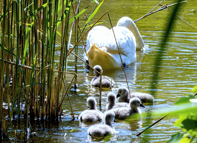 Swans spring Vác, PE