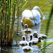 Swans spring