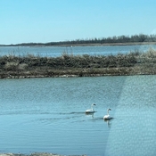 Double digit day with sun shining. 2 swans a swimming
