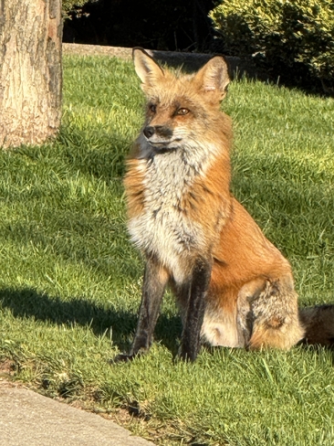 Male fox protecting his family Oakville, Ontario, CA