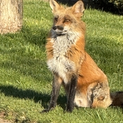 Male fox protecting his family