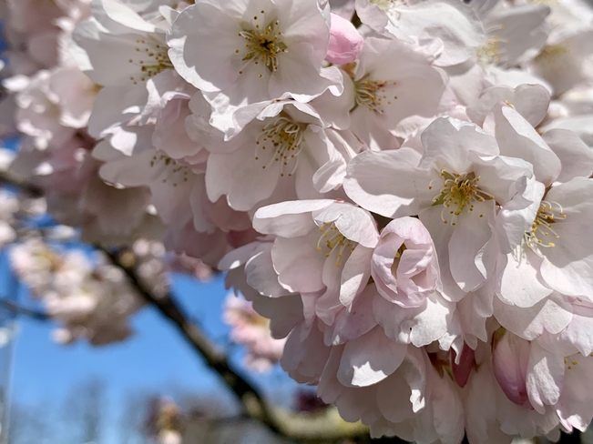 Cherry Blossom! Scarborough, Ontario, CA