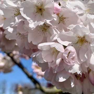 Cherry Blossom!