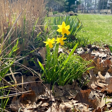 Daffodils at Sunnidale
