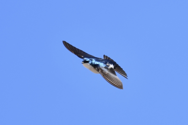 Tree swallow Lennoxville, Quebec, CA