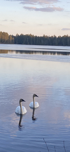 Swans come to visit South Algonquin, Ontario, CA
