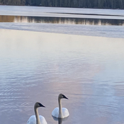 Swans come to visit