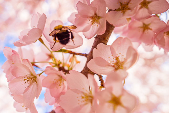 Buzzing in the Blooms Dundas, Ontario, CA