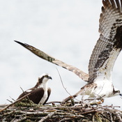 Female Osprey takes off for