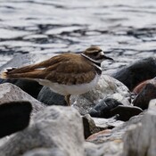 Killdeer on the shore of Kootenay Lake