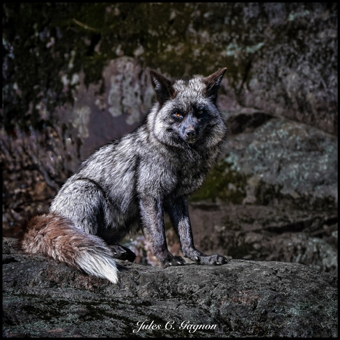 Silver Fox in the sun Ottawa, Ontario, CA
