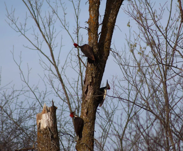3 Pileated Woodpeckers Ottawa, ON