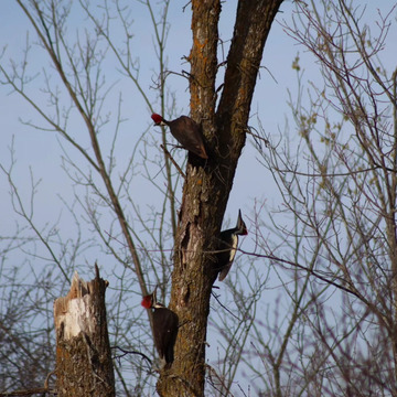 3 Pileated Woodpeckers