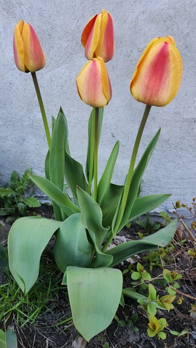 tulips time Ottawa, ON