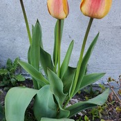 tulips time
