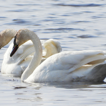 Trumpeter Swans at Ingleside