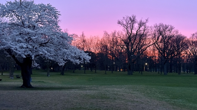 Sakura and pink light of dawn Toronto, Ontario, CA