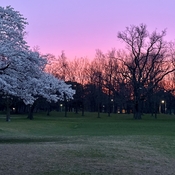 Sakura and pink light of dawn