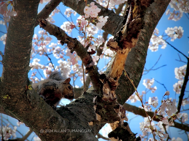 Squirrel on Sakura Cherry Tree Toronto, Ontario, CA
