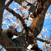 Squirrel on Sakura Cherry Tree