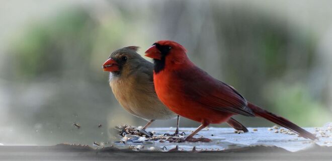 Pair of Cardinals. Cobourg, ON