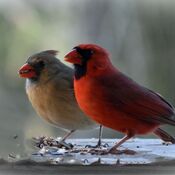 Pair of Cardinals.