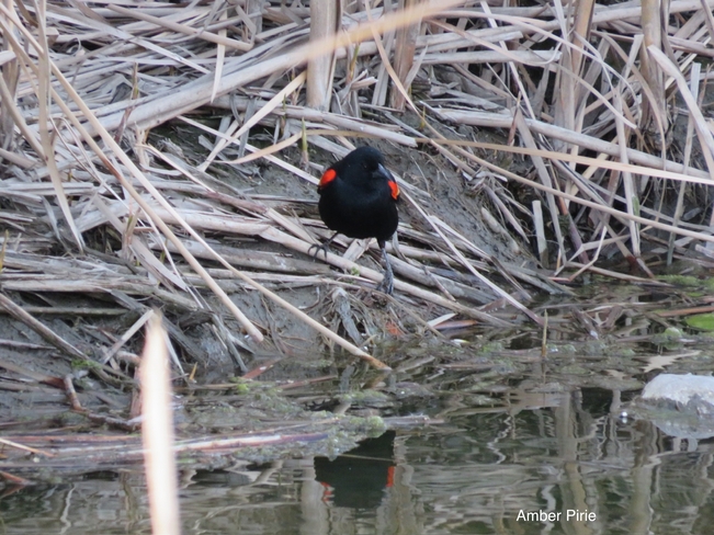 Red Winged Black Bird Regina, Saskatchewan, CA