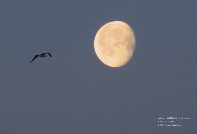 Pink Moon with a bird in flight. North Sydney, Nova Scotia