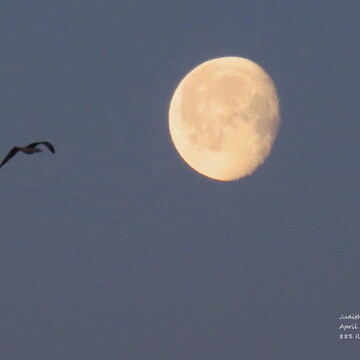 Pink Moon with a bird in flight.
