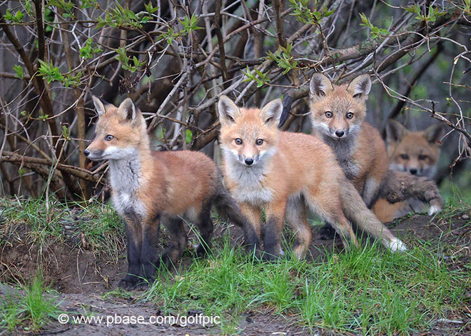 Foxes are growing up Ottawa, Ontario, CA